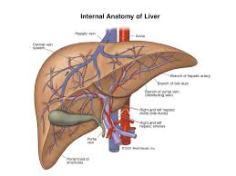 Obat Herbal Liver